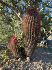 Ferocactus gracilis