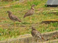 Burhinus capensis capensis