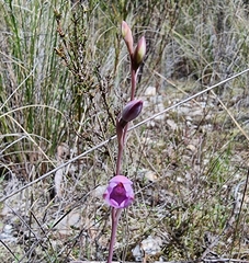 Thelymitra ixioides