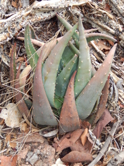 Aloe chabaudii