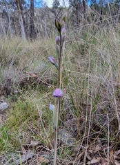 Thelymitra ixioides
