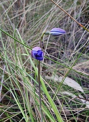 Thelymitra ixioides