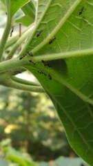 Prenolepis naoroji
