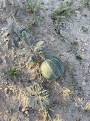 Cucurbita cordata
