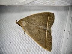 Simplicia niphona