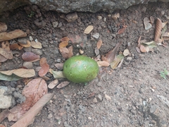 Persea americana