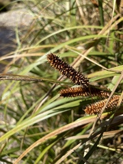 Carex utriculata
