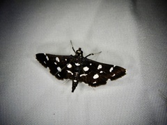 Bocchoris inspersalis