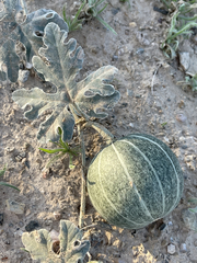 Cucurbita cordata
