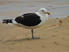 Larus dominicanus vetula
