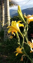 Hemerocallis lilioasphodelus