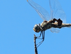 Tramea loewii