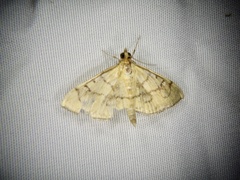 Patania chlorophanta