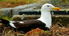 Larus dominicanus vetula