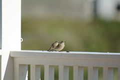Emberiza capensis