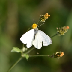 Pieris rapae rapae