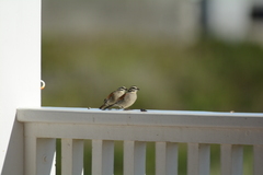 Emberiza capensis