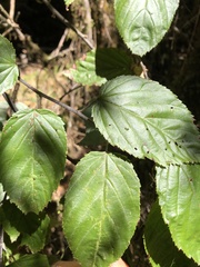 Rubus kawakamii