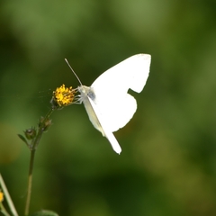 Pieris rapae rapae