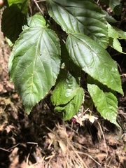 Rubus kawakamii