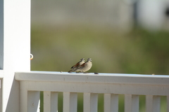 Emberiza capensis