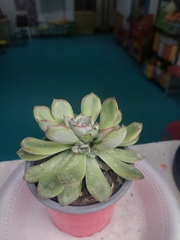 Echeveria pulidonis