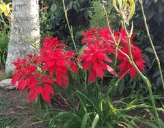 Euphorbia pulcherrima