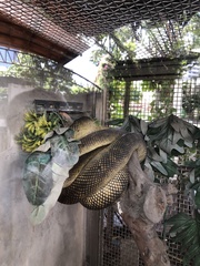 Simalia clastolepis