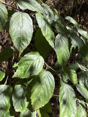 Rubus kawakamii