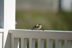 Emberiza capensis