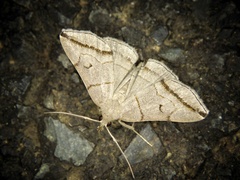 Zanclognatha griselda