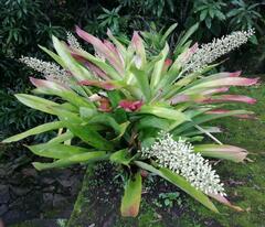 Aechmea mexicana