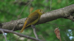 Piranga rubra