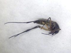 Psorophora cyanescens