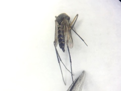 Psorophora cyanescens