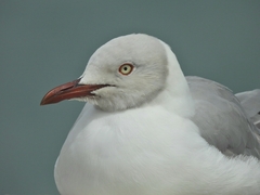 Chroicocephalus cirrocephalus