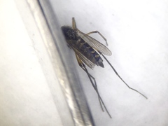 Psorophora cyanescens