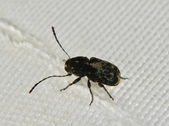 Anthribinae