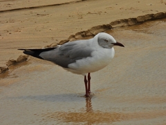 Chroicocephalus cirrocephalus
