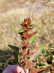 Acalypha rhomboidea