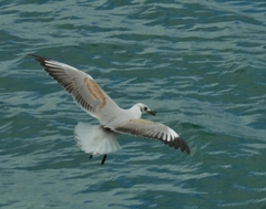 Chroicocephalus cirrocephalus