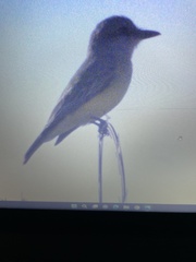 Tyrannus melancholicus