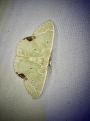 Comibaena subdelicata