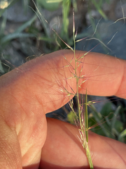 Muhlenbergia microsperma