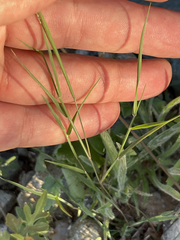 Muhlenbergia microsperma