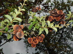 Combretum hereroense