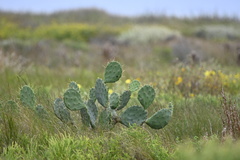 Opuntia anahuacensis