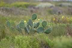 Opuntia anahuacensis