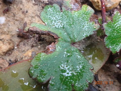 Hydrocotyle laxiflora