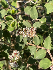 Euphorbia tomentulosa